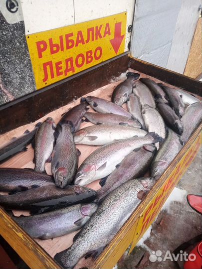 Рыбалка на форель