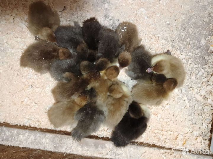 Молодняк птицы