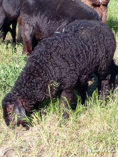 Овцы бараны ягнята