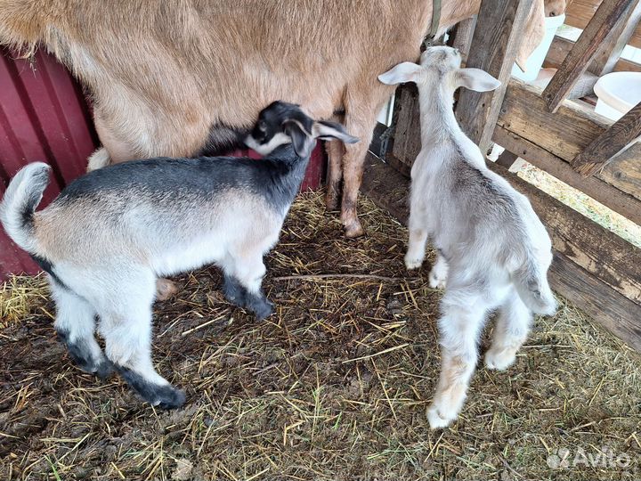 Козлята