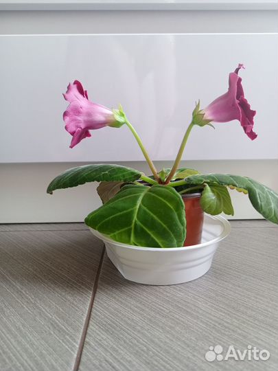 Глоксиния. Продам