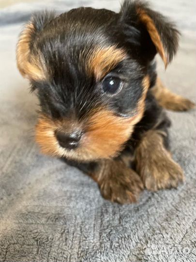 Йоркширский терьер