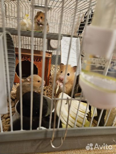 Сирийский хомяк бесплатно