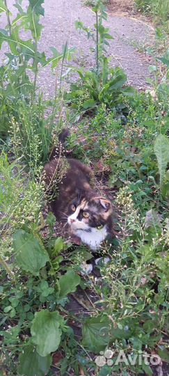 Отдам в добрые руки