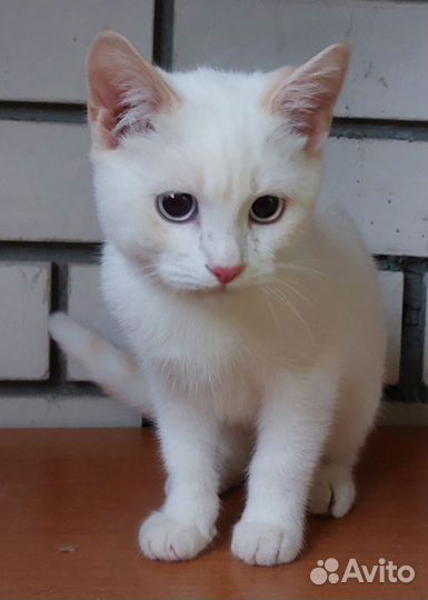 Мальчик красавчик