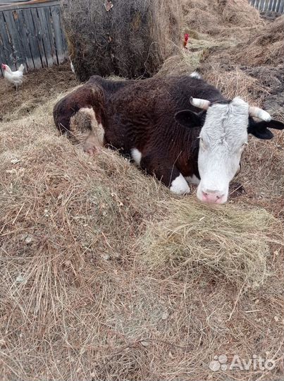 Корова на мясо