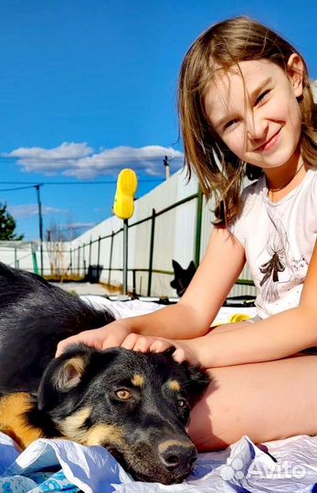 Щенок бесплатно метис черный