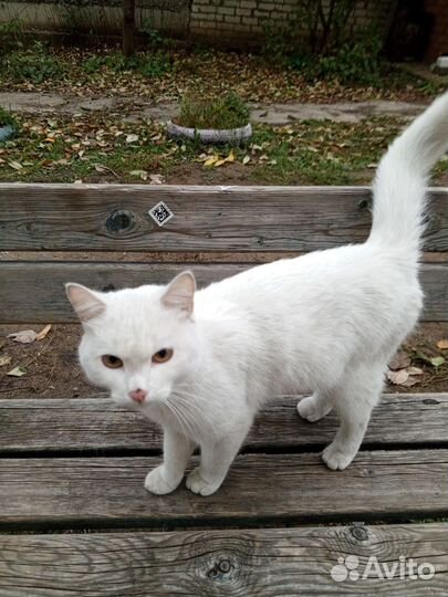 Кот в добрые руки