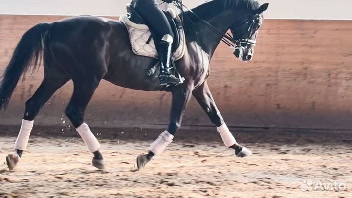 Аренда лошади