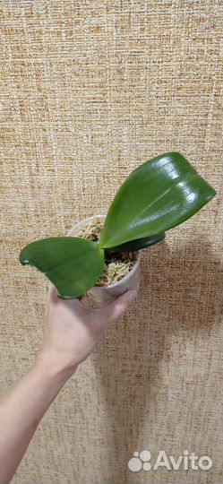 Орхидея phal. Joy Spring Tina Anaconda