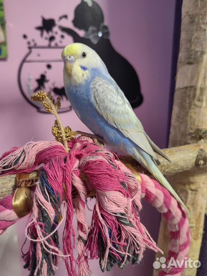 Волнистые попугаи пара