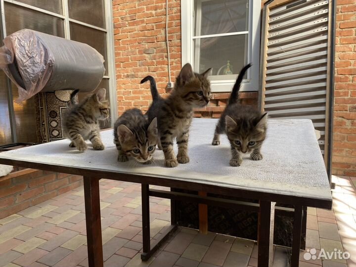 2 кота и 2 кошечки