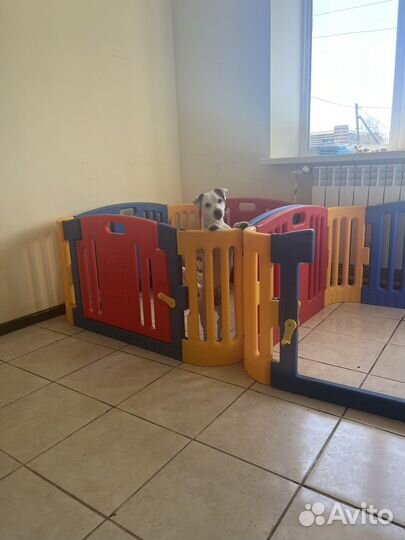 Передержка собак