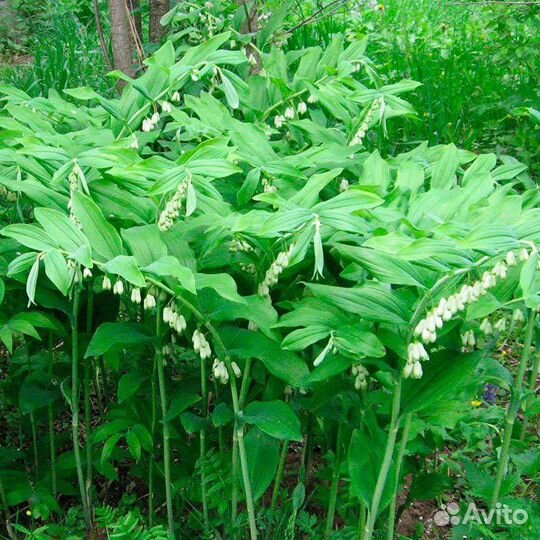 Папоротник (страусник обыкновенный) Купена