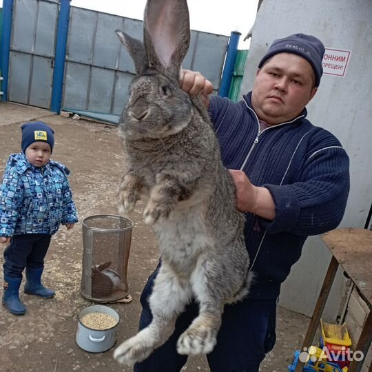 Кролики породы фландр ризен