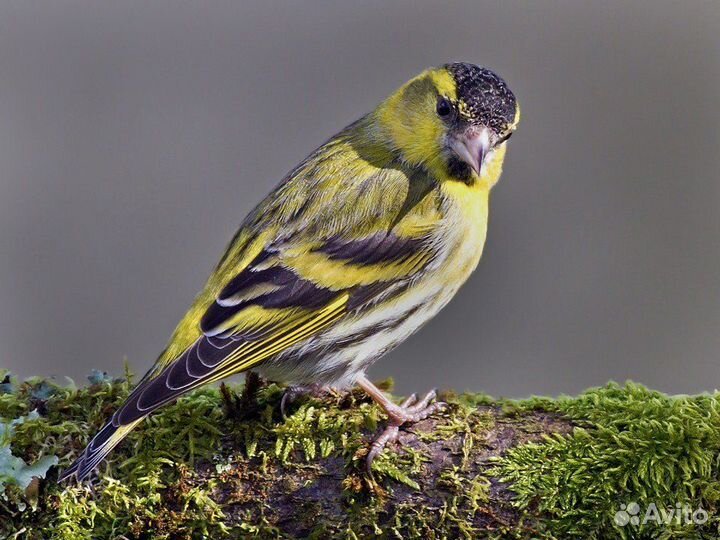 Певчие лесные птицы