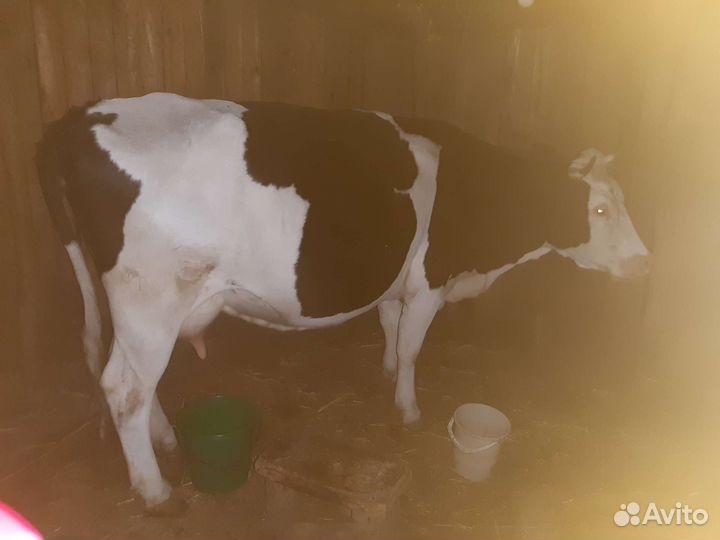Корова дойная