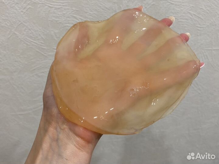 Чайный гриб