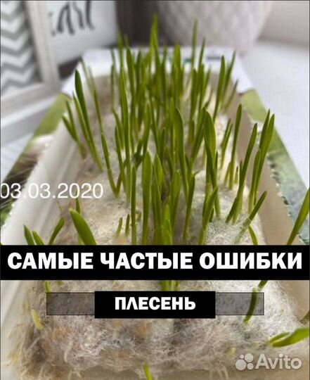 Трава для животных (готовый бизнес)