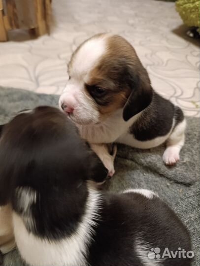 Щенки Бигль мальчик и девочка