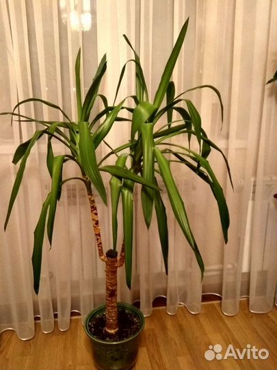 Пальма юкка