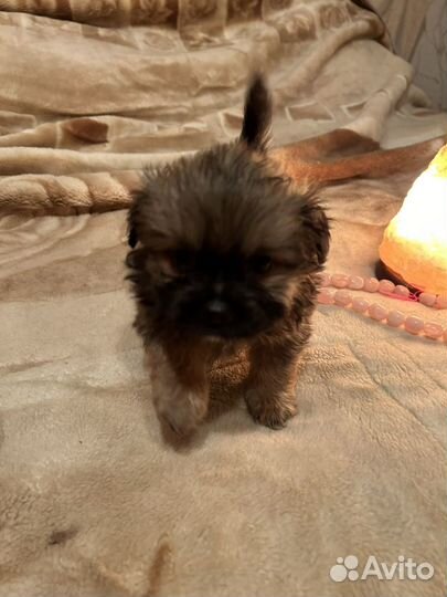 Щеночки метисы пекинеса и шпица