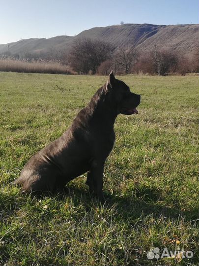 Кане Корсо Вязка