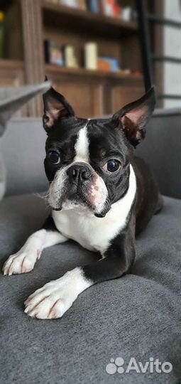 Бостон терьер. Вязка