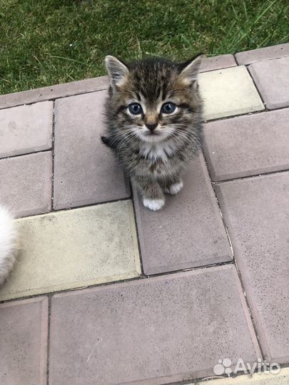 Котики бесплатно