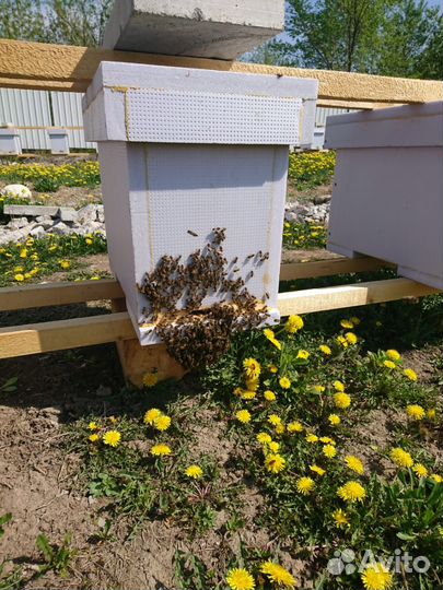 Пчелопакеты 2023г Дальневосточная порода