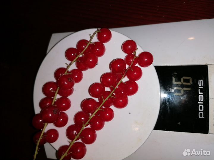 Красная смородина