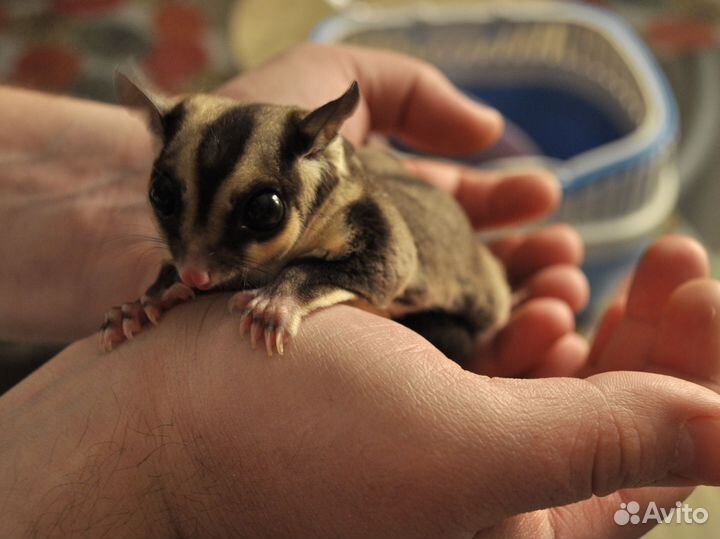 Белка домашняя