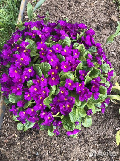 Первоцветы