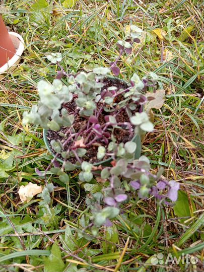 Коллизия ползучая