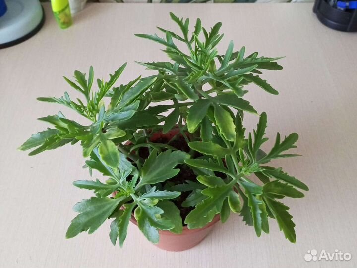 Оленьи рожки-каланхоэ рассеченный