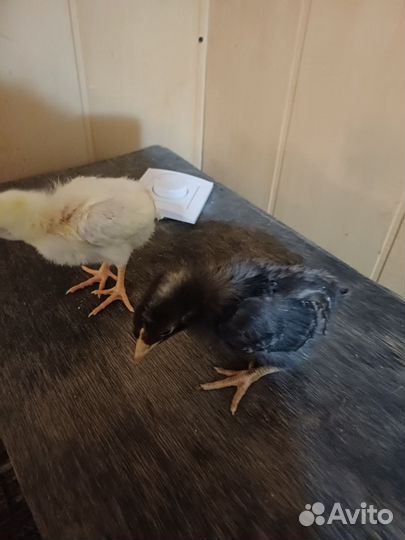 Цыплята подросшие