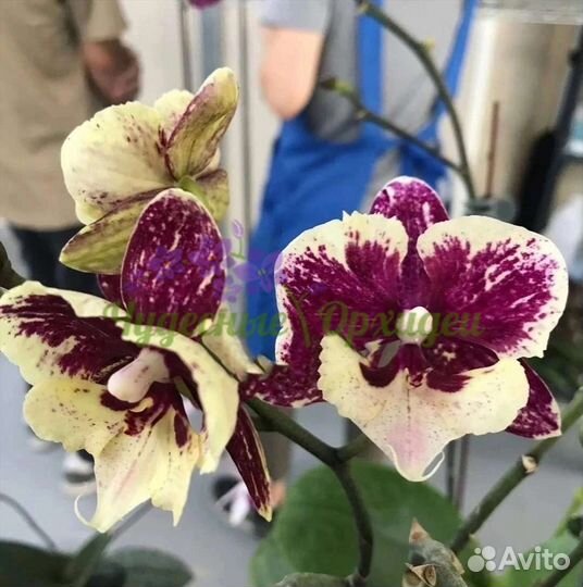 Орхидея фаленопсис