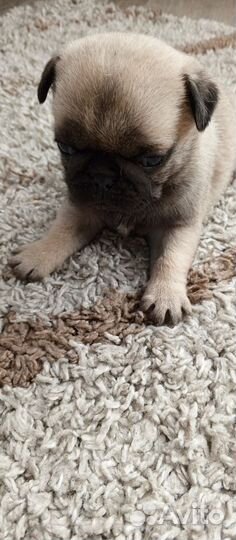 Щенки мопса