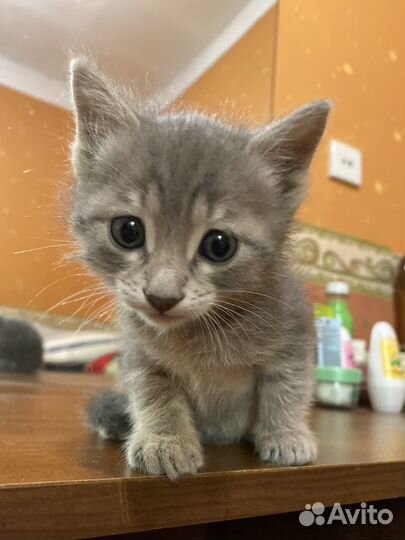 Передержка кошек и котов