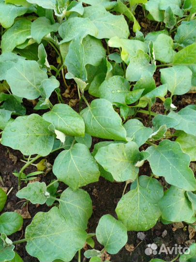 Рассада цена договорная