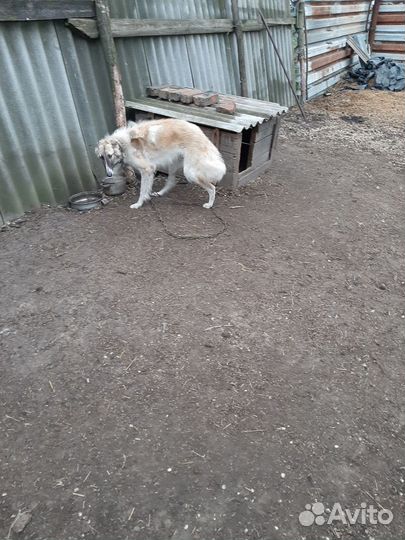 Русская псовая борзая