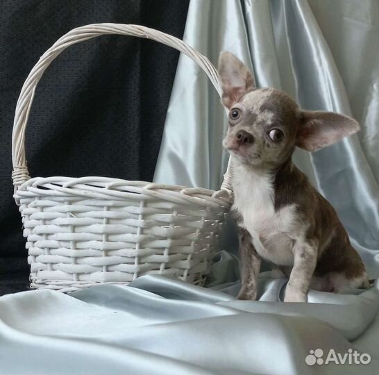 Девочка и мальчик