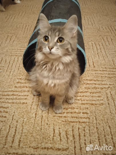 Молодая кошечка. 7 месяцев