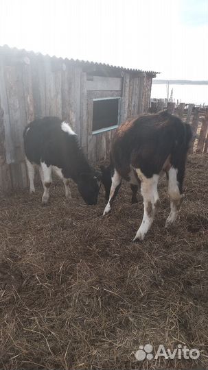 Тёлки 2штуки