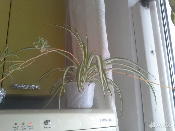 Хлорофитум