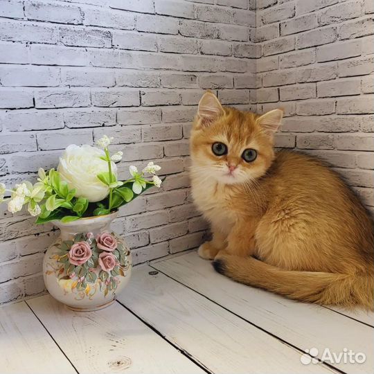 Британские золотая шиншилла котята