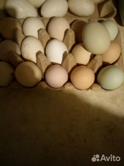 Инкубационные яйца индюшек,уток,кур