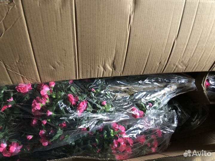 Бугенвиллия розовая