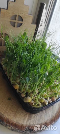 Микрозелень