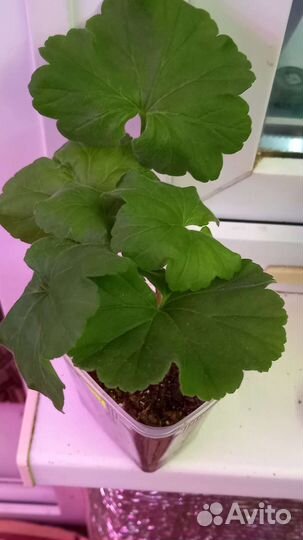 Пеларгония Ю Ася